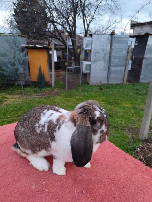 Френски кочовати зайци