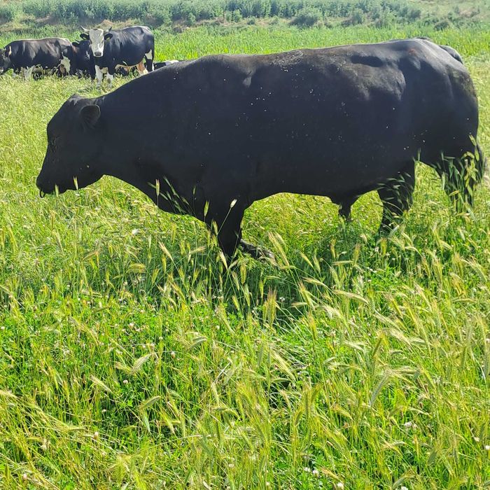 Tauri angus de vanzare