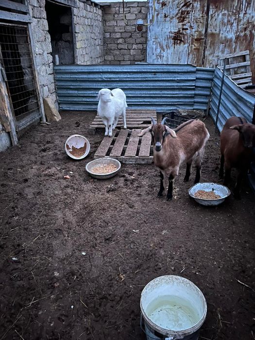 Ешкілер сатылады