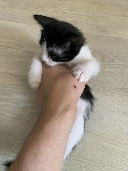 Отдам 2 котят только в дрбрые руки