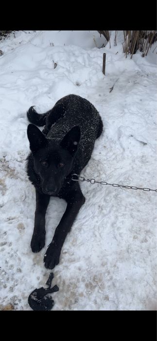 Мой красавец ищет невесту!