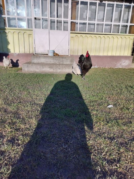 Pui de la pasarile din imagini