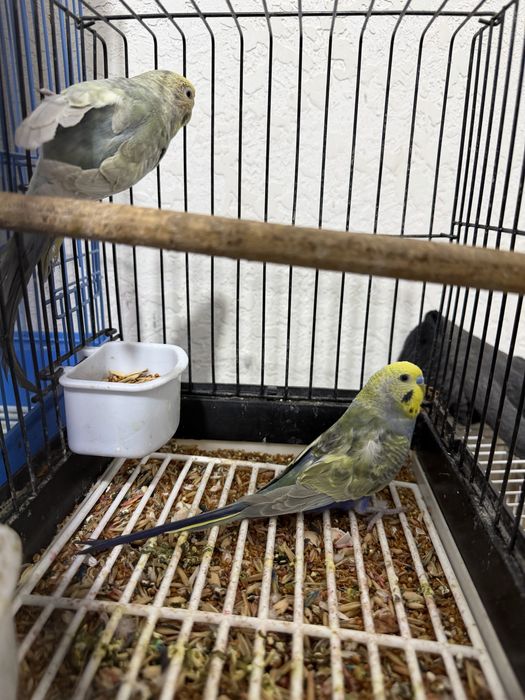 Popugay Radujni tayyor para