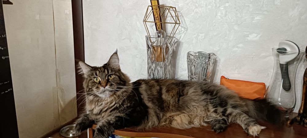Котята мейнкун. Документы.