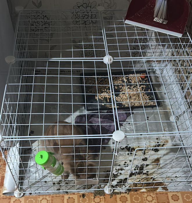 Продаётся декоративный кролик