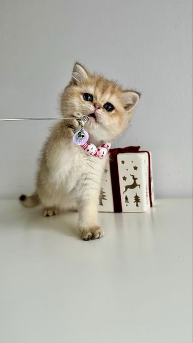 Fetita British Shorthair Chinchilla Gold - Certificat Pedigree