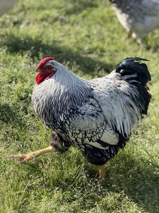 Cocoș Wyandotte tânăr Wyandotte