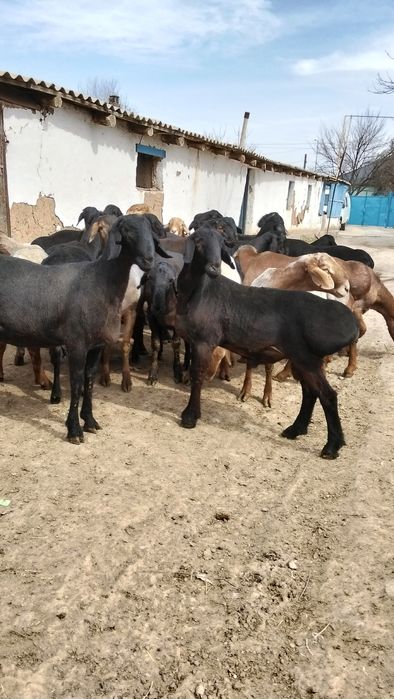 Продам кисарски токты кошкар