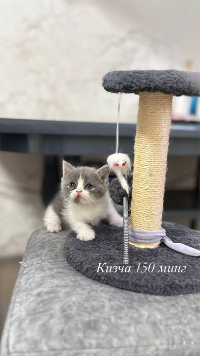 Мушукчалар сотилади,Продам котят