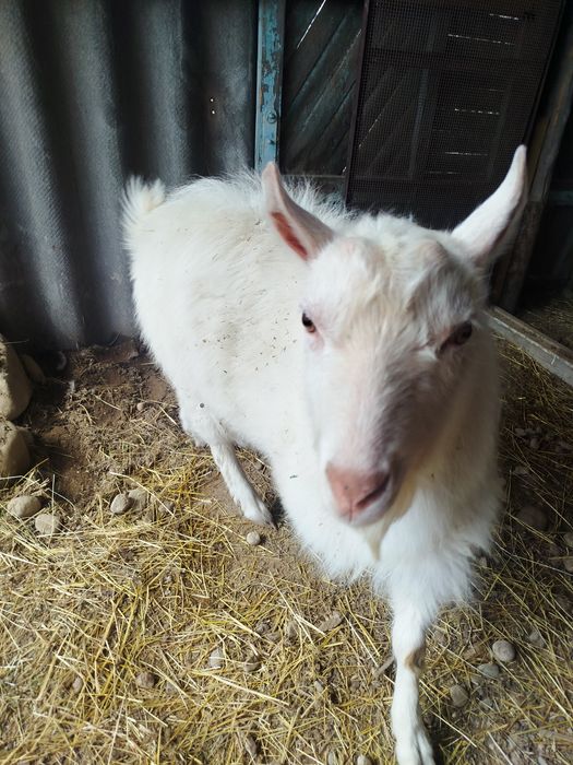 Продам заазинского козла