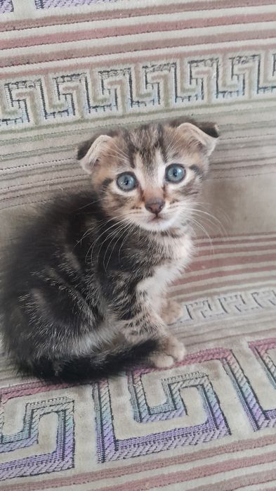 Отдам котенка вислоушку