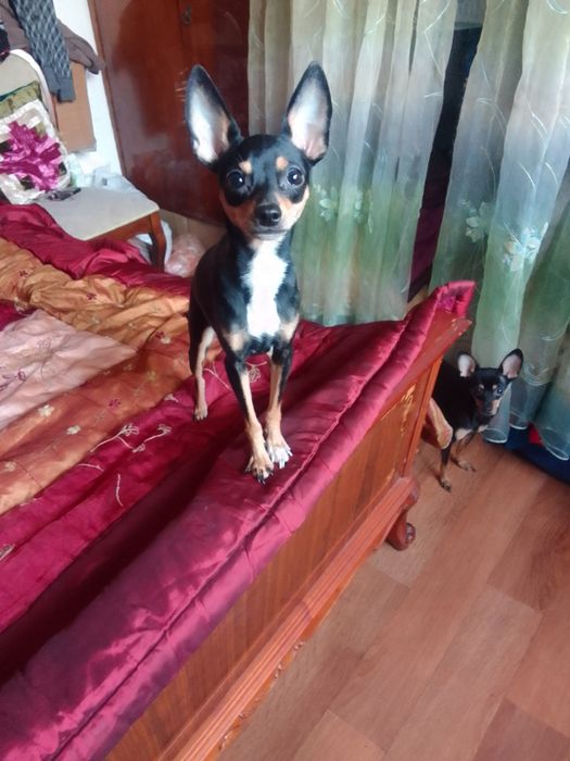 Продам семейную пару