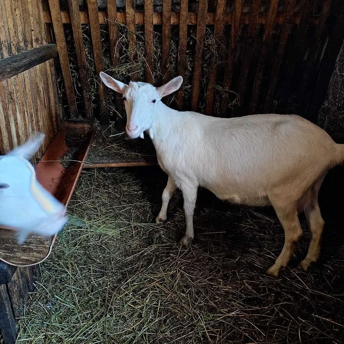 Două capre sanen la prima fătare, un țap anglo-nubian