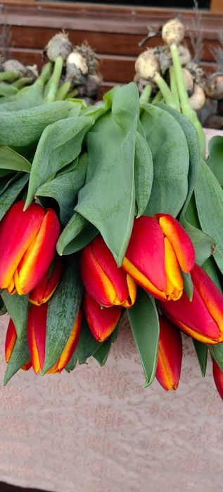 Тюльпаны к 8 Марта .