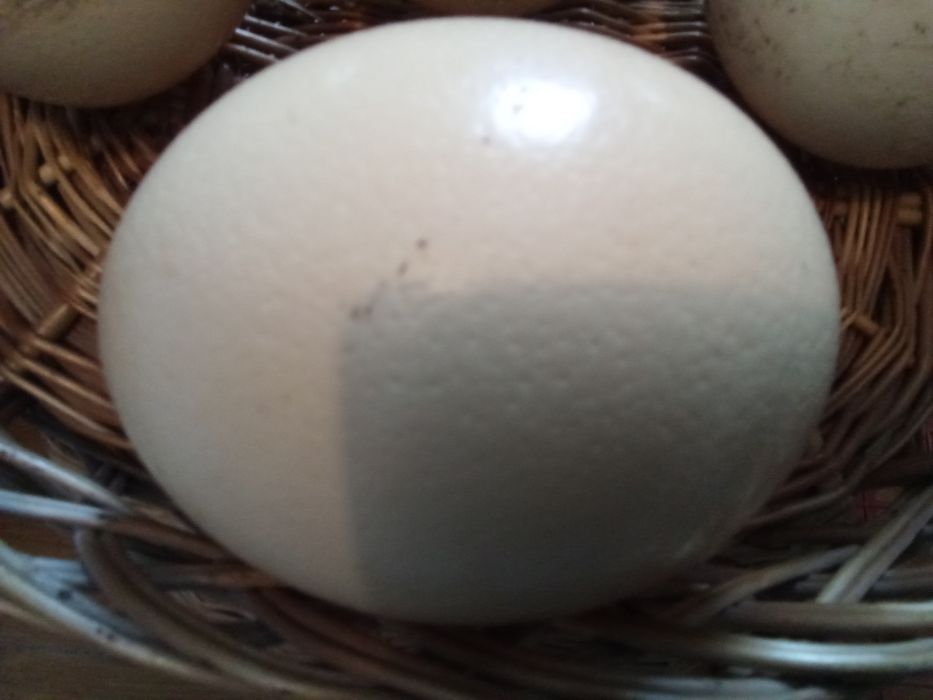 Ouă Struț proaspete.