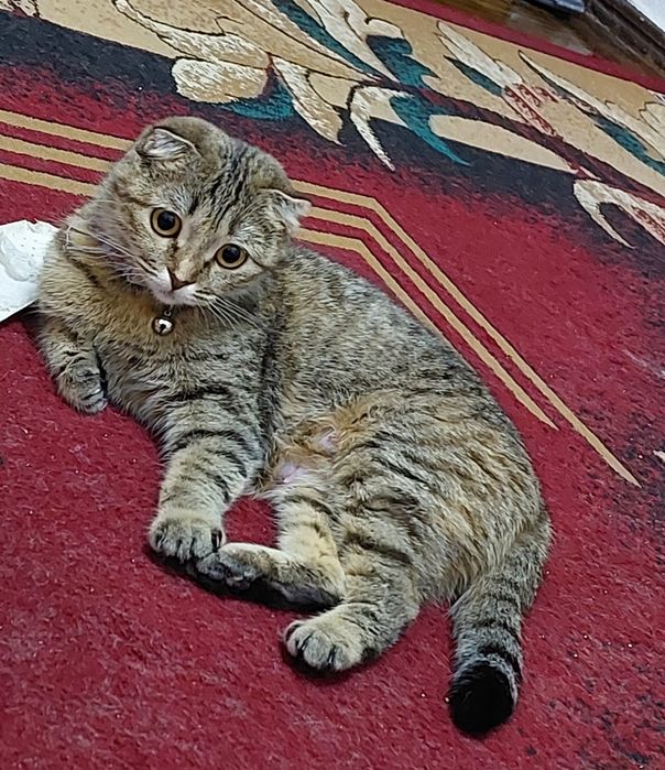 Scottish fold sotiladi