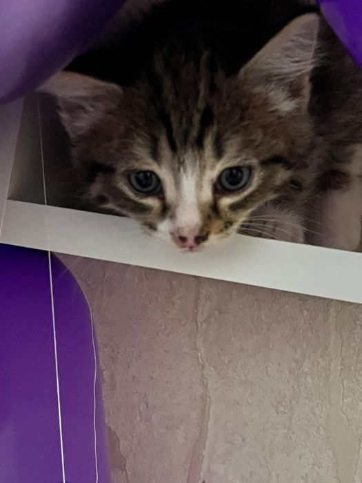 Дарим радость в дом!