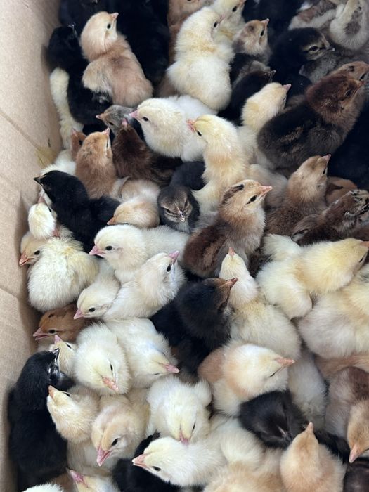 Домашние цвплята простые