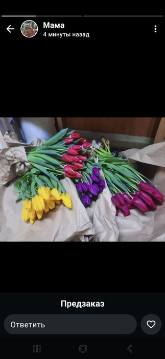 Тюльпаны голландские