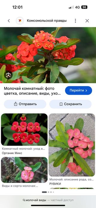Комнатные цветы