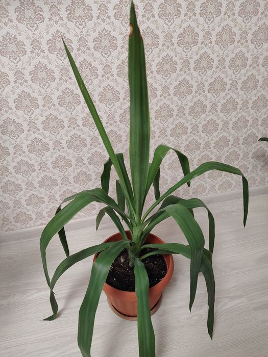 Продам цветок Юкка