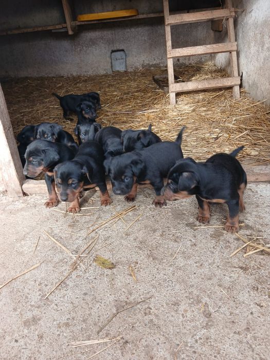 De vânzare căței de jagdterrier