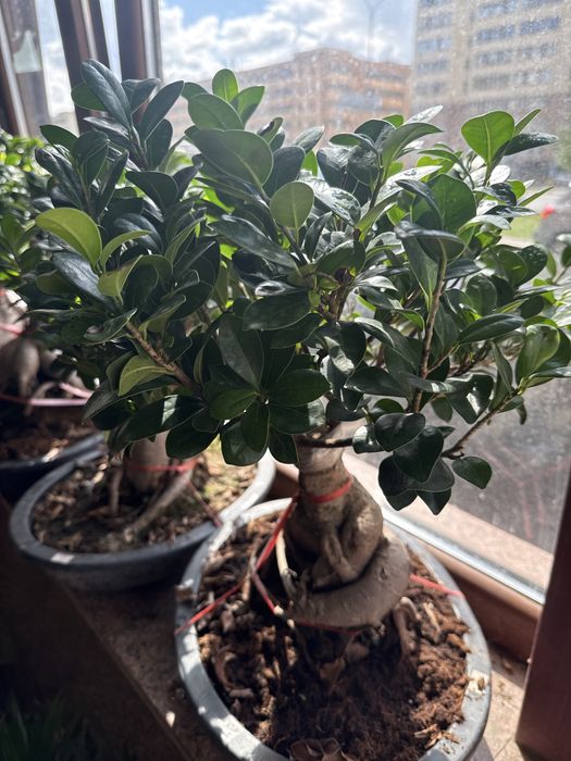 Бонсай дерево миллионера