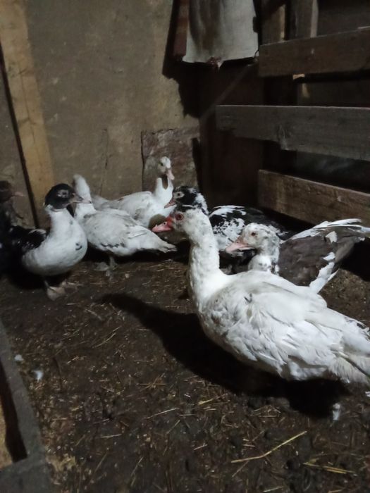 Продам индоуток в городе