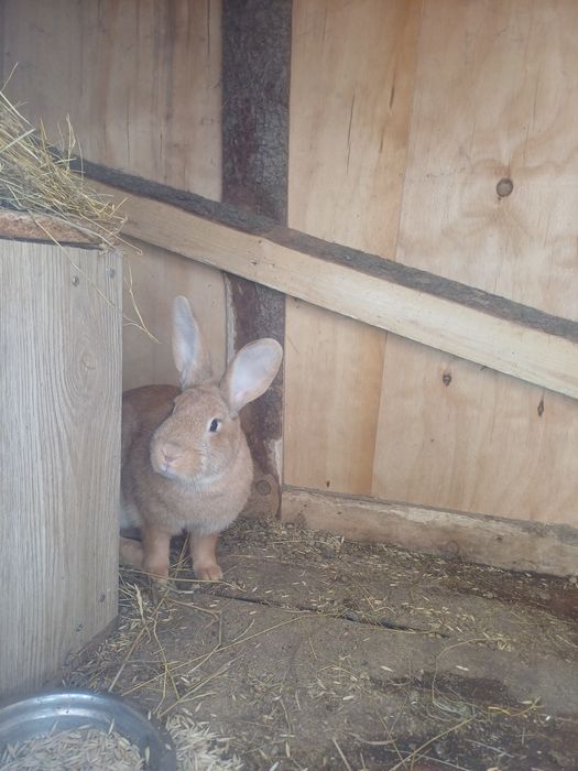 Кролиха 8 месяцев