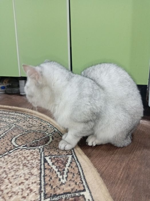 Британская кошка в добрые руки