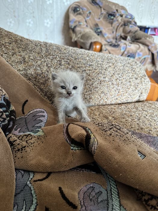 Отдам котенка девочку