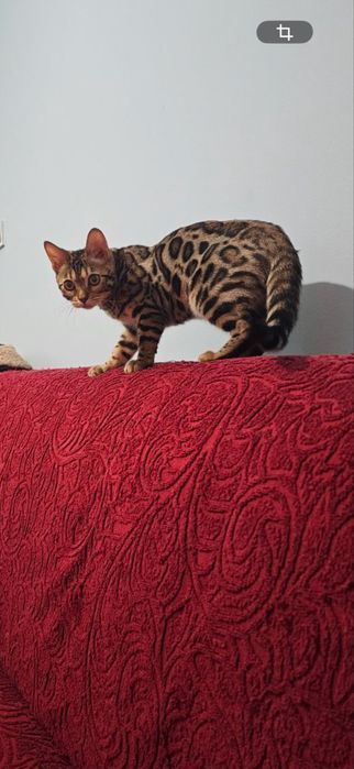 Бенгальский кот, мальчик.