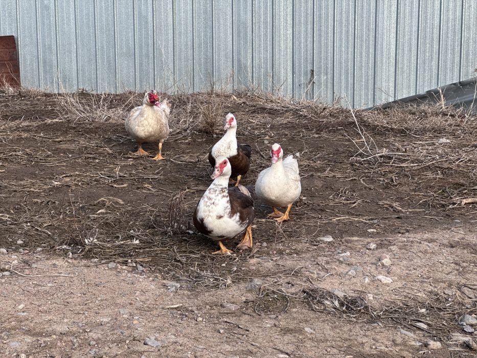 Индоутки семья 3 самки 1 самец