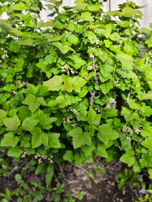 Смородина черная садовая