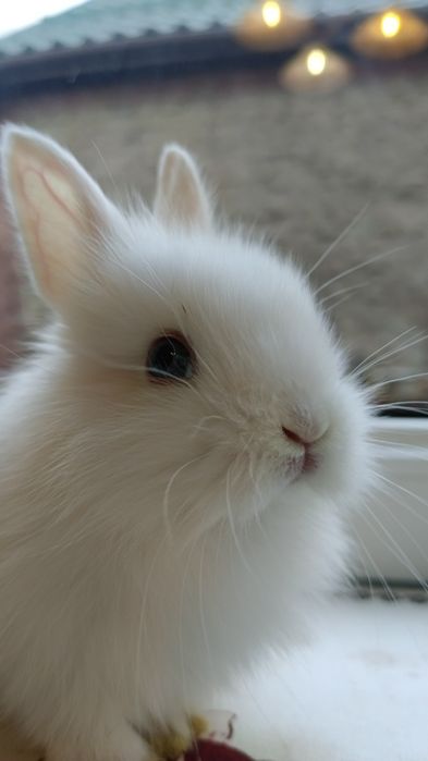 Крольчата декоративные