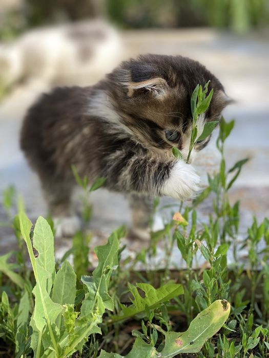 Вислоухие котята