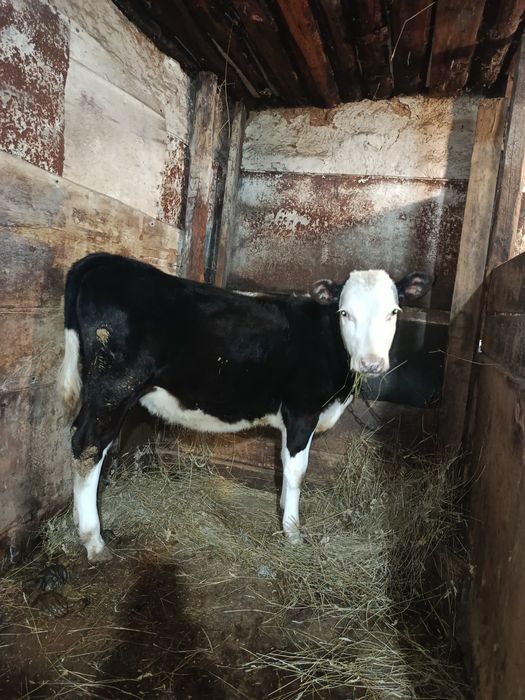 Тёлочку продам срочно