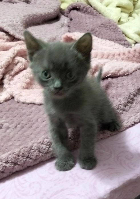 Отдам котят бесплатно