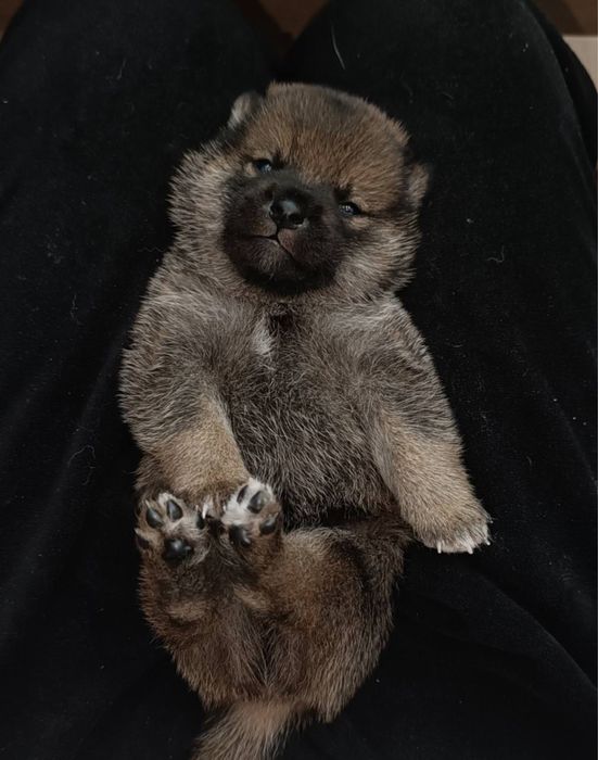 Собачки сиба ину