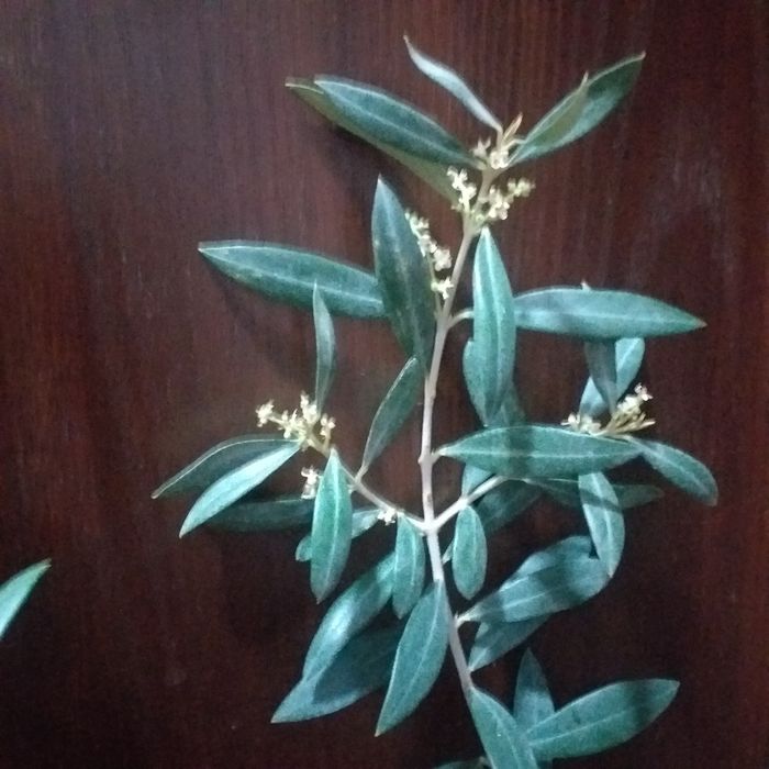 Оливковое дерево (Зайтун кучатлар)саженцы