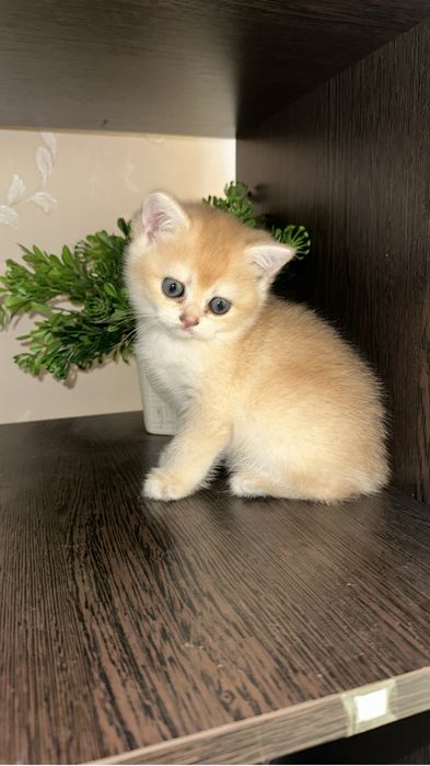 Золотинки британские шиншилки
