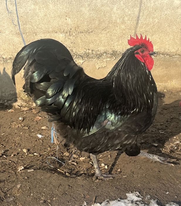 Cocos negru Australop