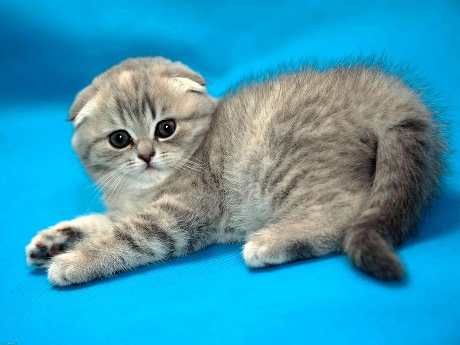 Скоттиш Страйт котята
