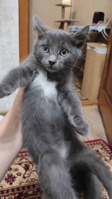 Котенок мальчик, 2.5 месяца