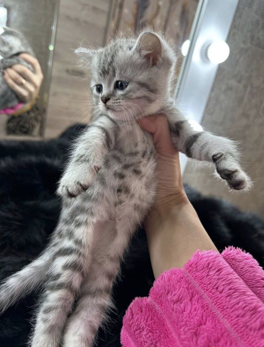 Британские котята