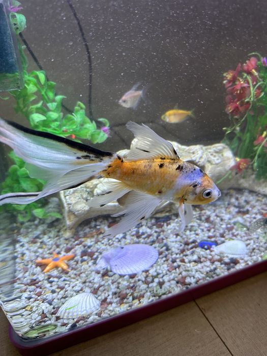 Аквариум с рыбками