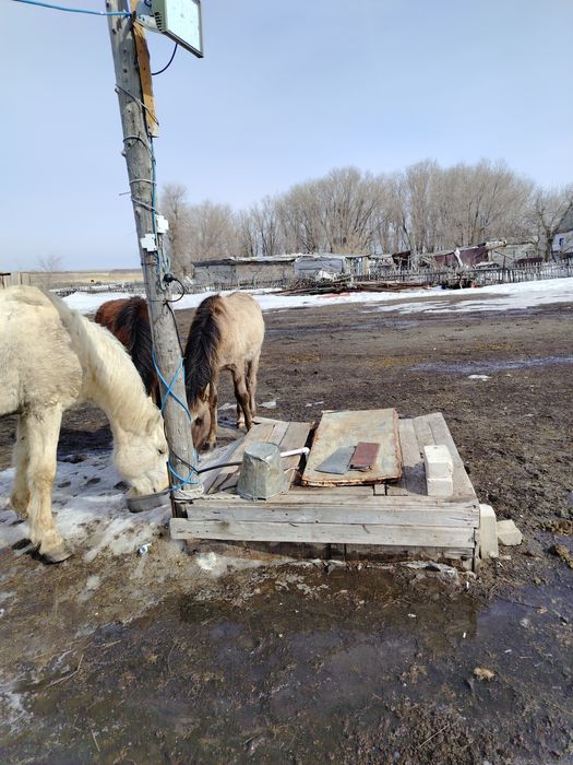 1 ургашы 1 еркек