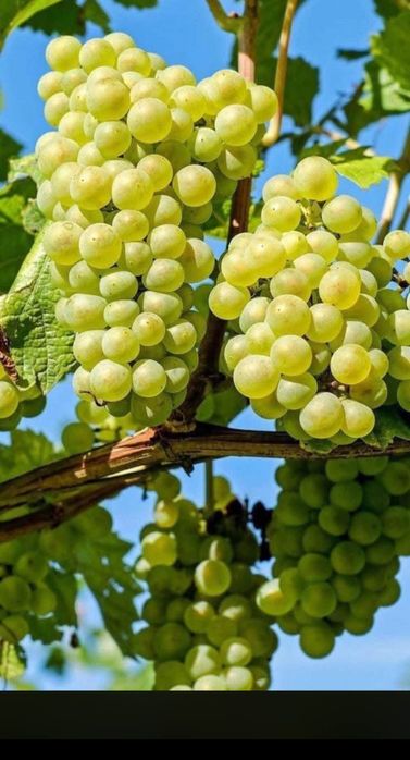 Struguri de vin livrăm în toată țara