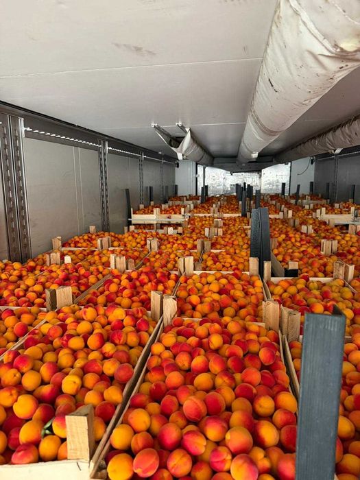 Caise proaspete pentru industrie, alcool, țuică sau gem – Cantități mari