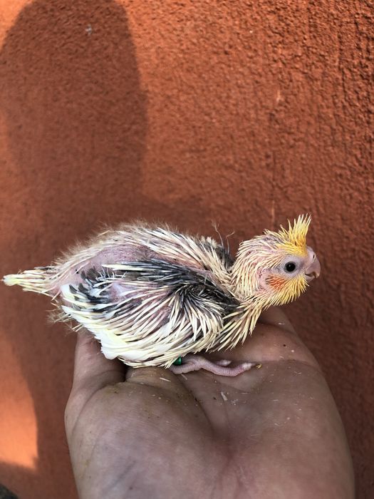 Papagali nimfa pui si adulti nimfe